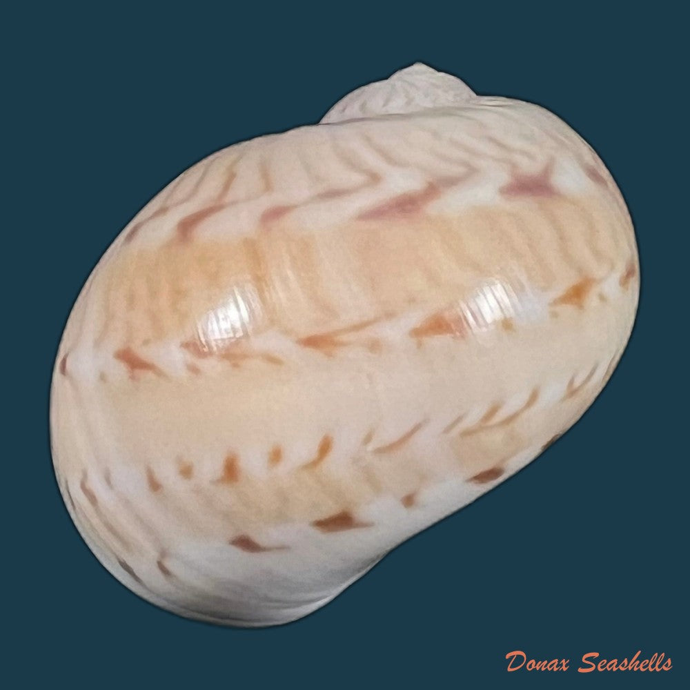copia-de-naticarius-canrena-linnaeus-1758-38mm