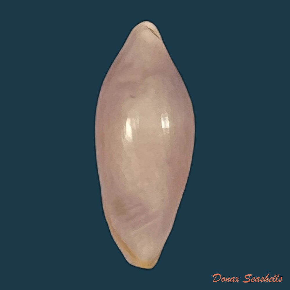 copia-de-naviculavolva-massierorum-fehse-1999-13-7mm-1