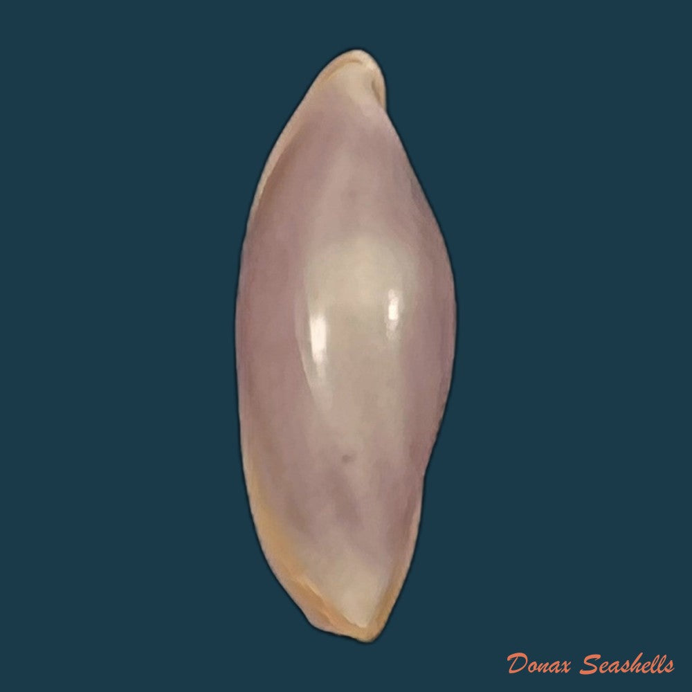 copia-de-naviculavolva-massierorum-fehse-1999-13-7mm