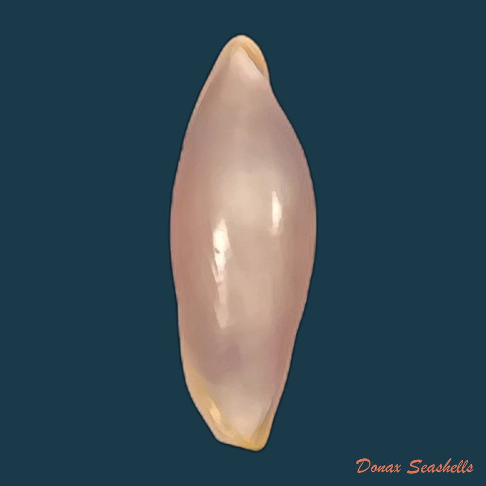 copia-de-naviculavolva-massierorum-fehse-1999-15-1mm