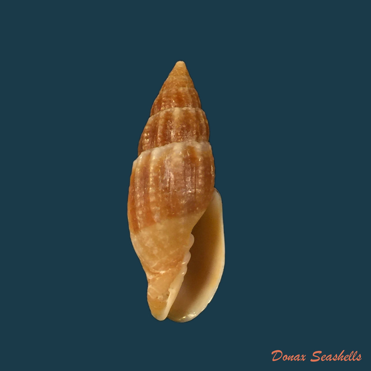 copia-de-nebularia-acuminata-swainson-1824-21-6mm