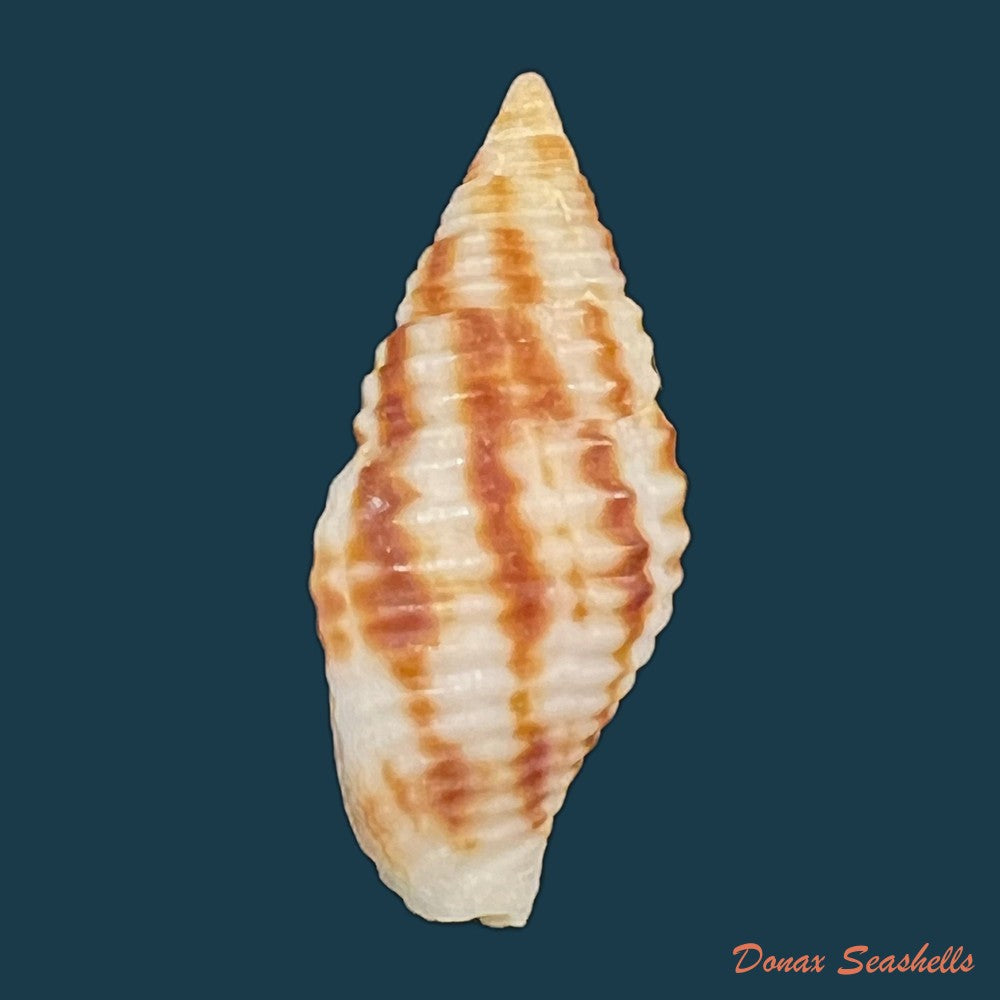 copia-de-nebularia-ferruginea-lamarck-1811-27-9mm