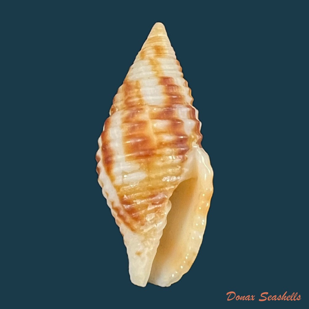 copia-de-nebularia-ferruginea-lamarck-1811-27-9mm