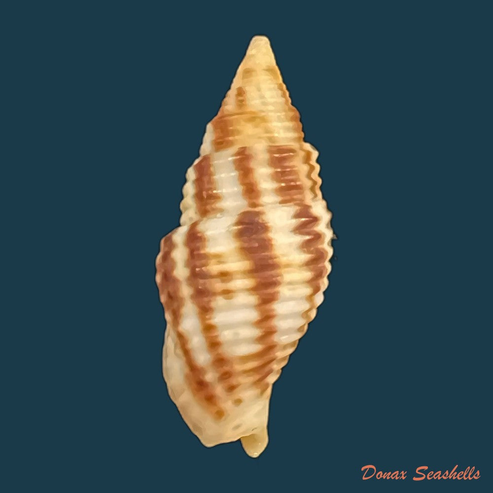 copia-de-nebularia-ferruginea-lamarck-1811-30-6mm-1