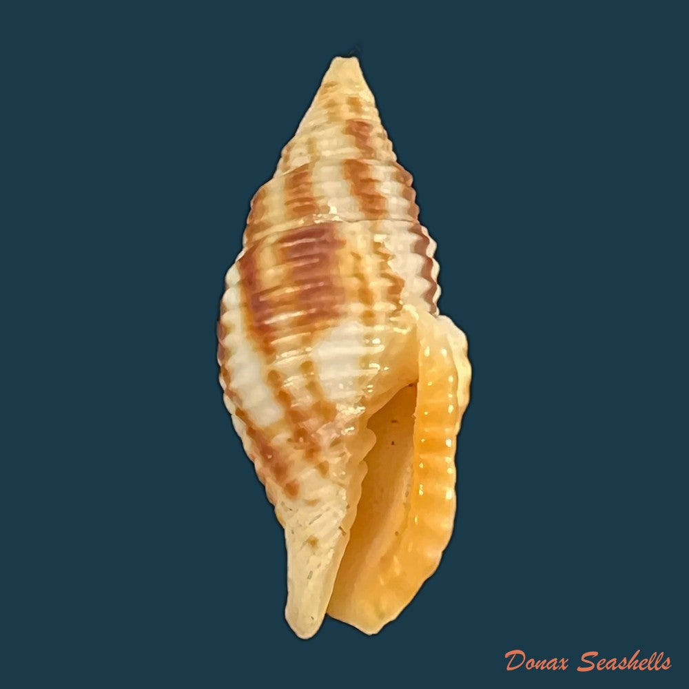 copia-de-nebularia-ferruginea-lamarck-1811-30-6mm-1