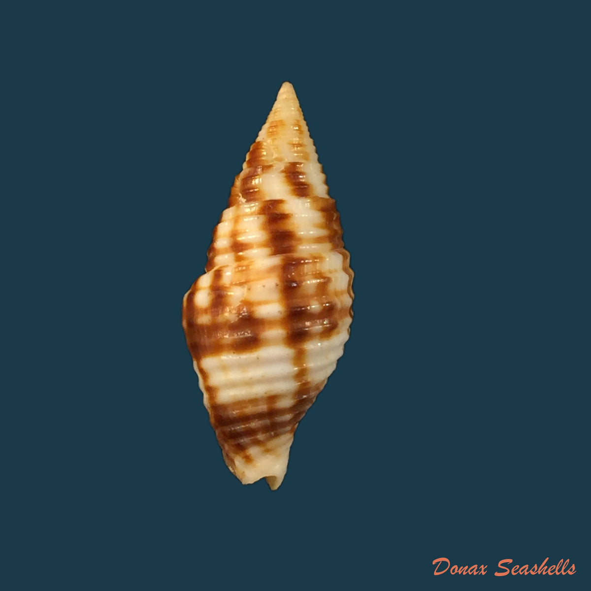 copia-de-nebularia-ferruginea-lamarck-1811-30-6mm