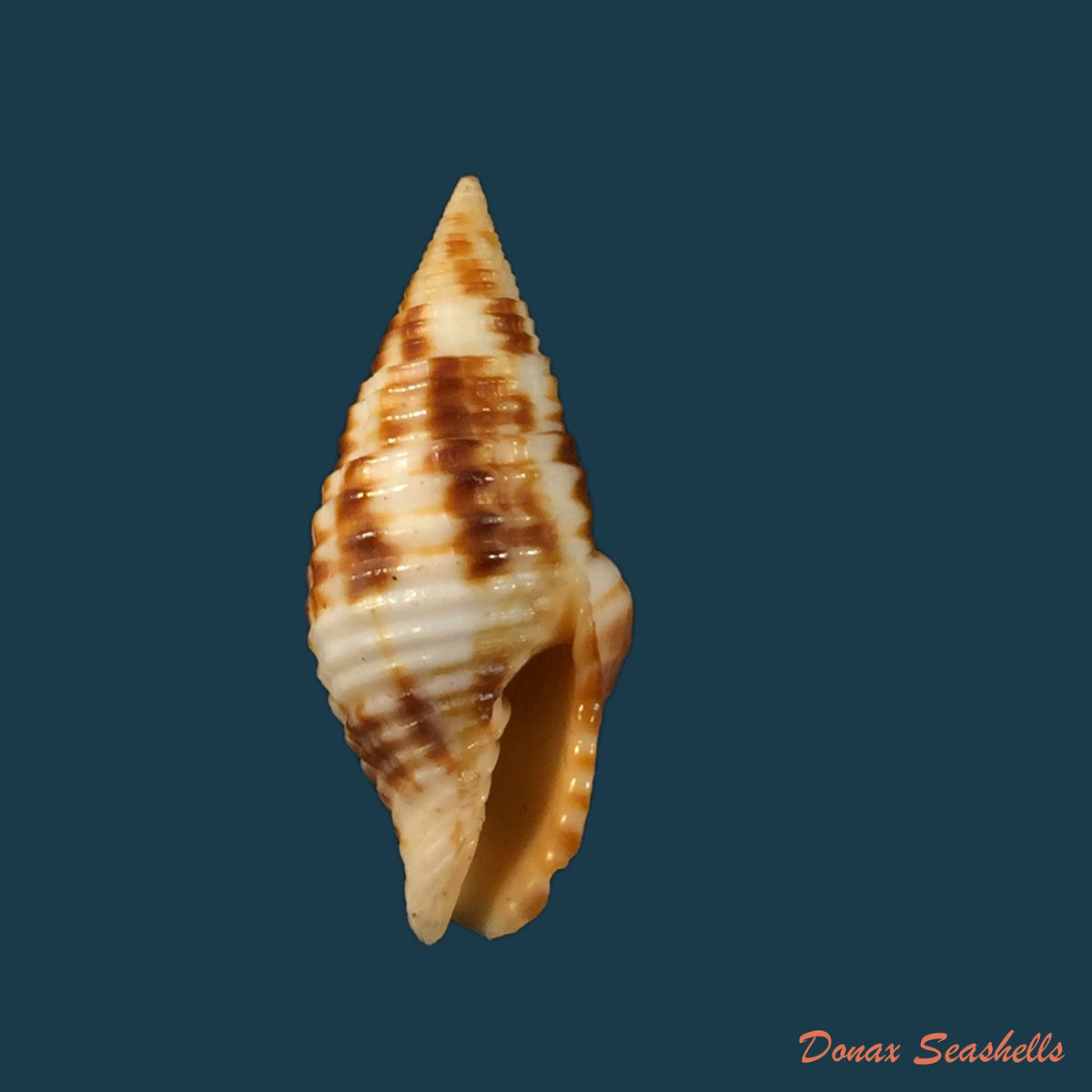 copia-de-nebularia-ferruginea-lamarck-1811-30-6mm