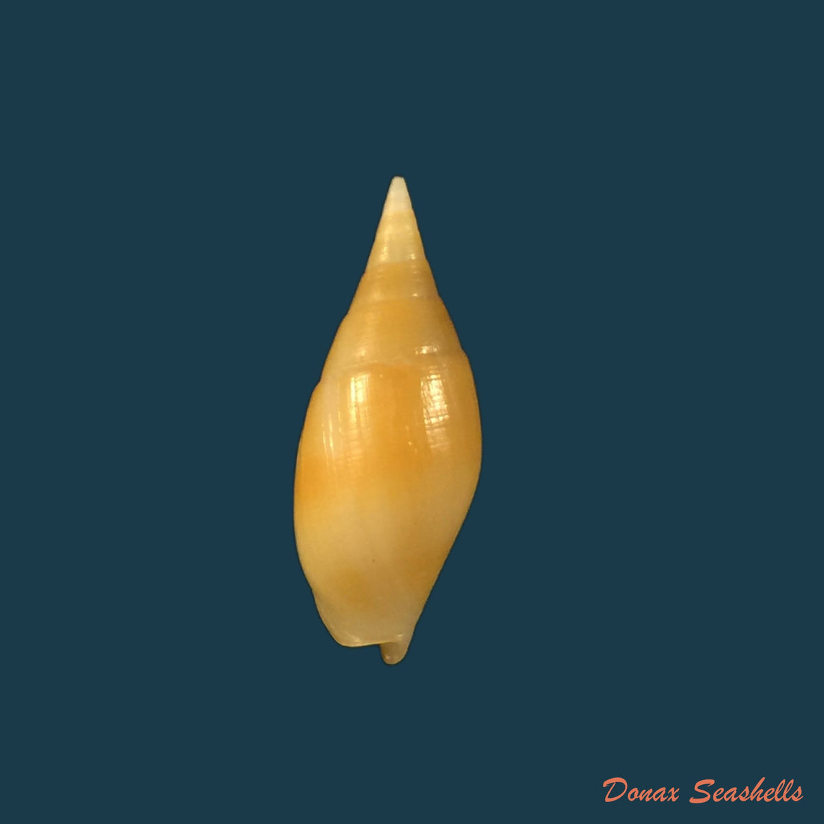 copia-de-nebularia-ferruginea-lamarck-1811-34-2mm