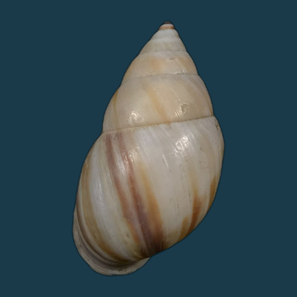 copia-de-neopetraeus-arboriferus-rectistrigatus-pilsbry-1898-39-3mm