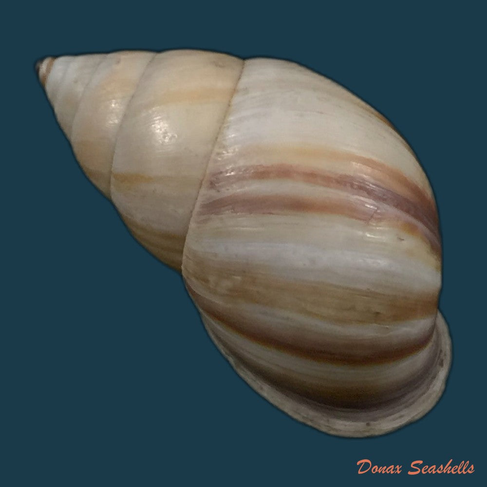 copia-de-neopetraeus-arboriferus-rectistrigatus-pilsbry-1898-39-3mm