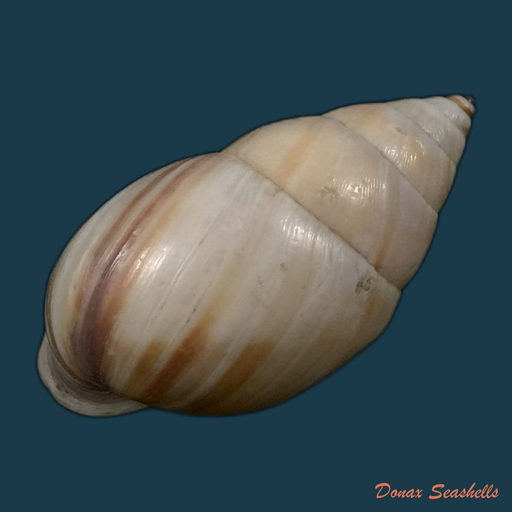 copia-de-neopetraeus-arboriferus-rectistrigatus-pilsbry-1898-39-3mm