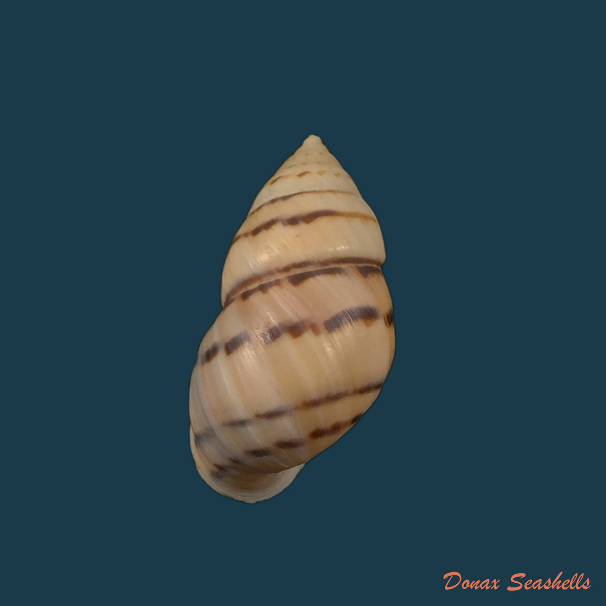 copia-de-neopetraeus-patasensis-l-pfeiffer-1858-38-3mm