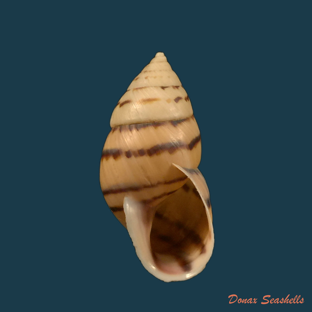 copia-de-neopetraeus-patasensis-l-pfeiffer-1858-38-3mm