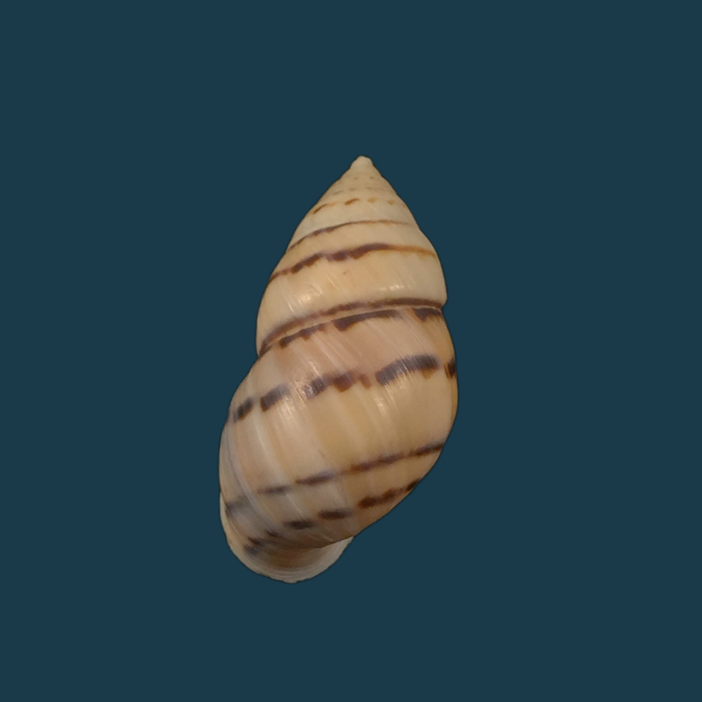 Neopetraeus patasensis (L. Pfeiffer, 1858) - 38,1mm