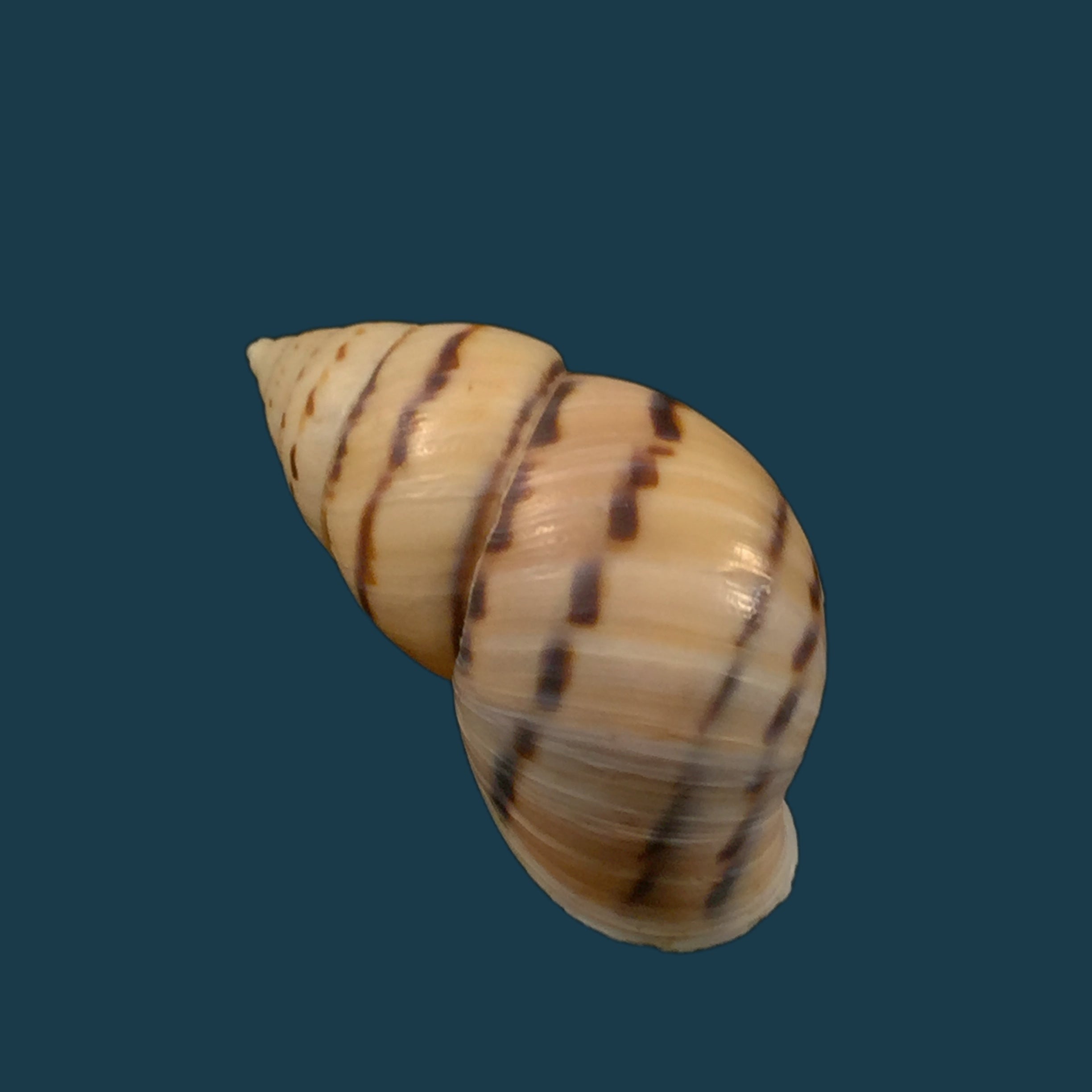 Neopetraeus patasensis (L. Pfeiffer, 1858) - 38,1mm