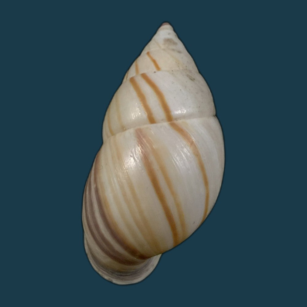 copia-de-neopetraeus-patasensis-l-pfeiffer-1858-39mm-1