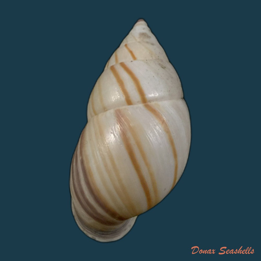copia-de-neopetraeus-patasensis-l-pfeiffer-1858-39mm-1