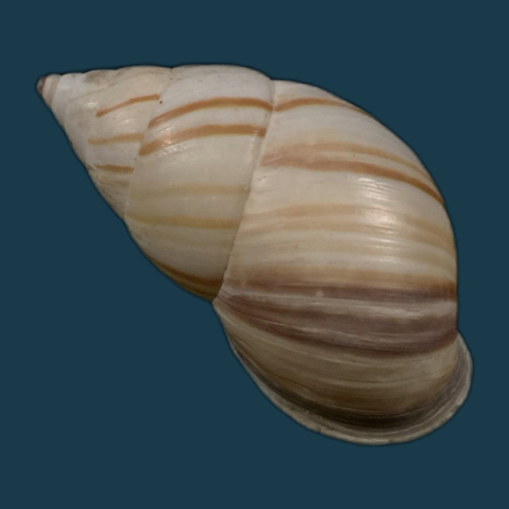 copia-de-neopetraeus-patasensis-l-pfeiffer-1858-39mm-1