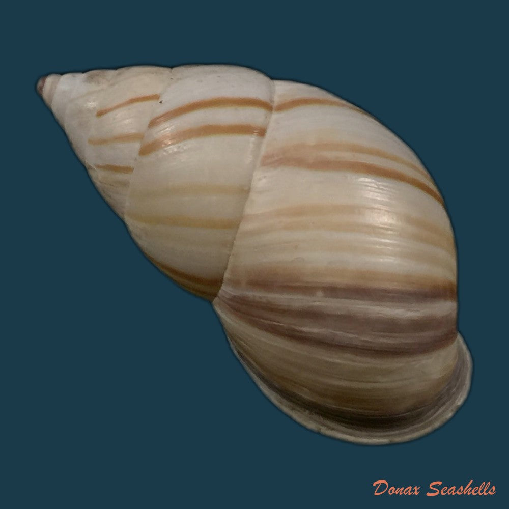 copia-de-neopetraeus-patasensis-l-pfeiffer-1858-39mm-1