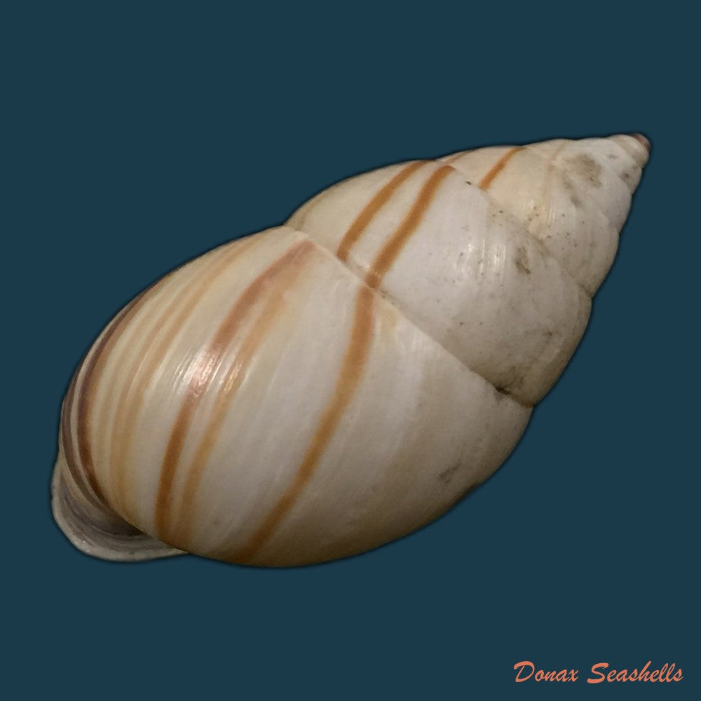 copia-de-neopetraeus-patasensis-l-pfeiffer-1858-39mm-1
