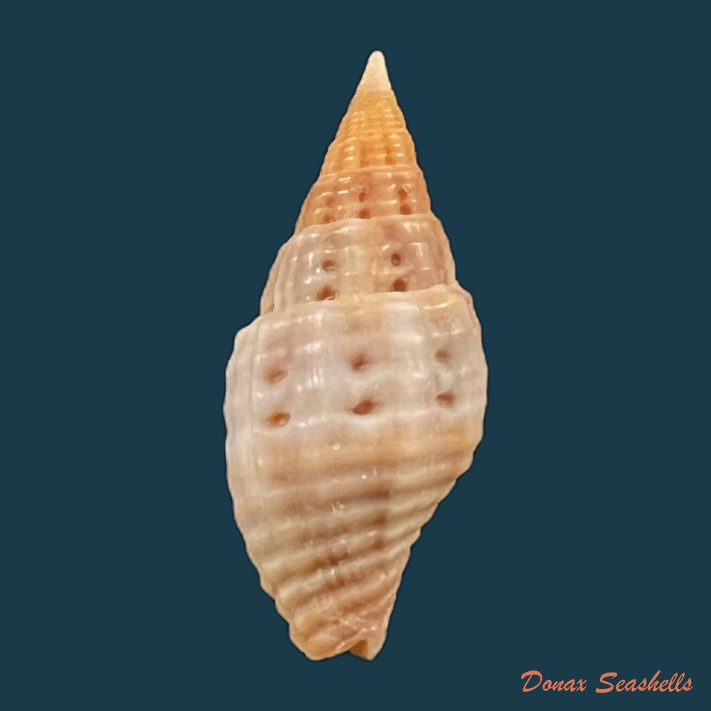 copia-de-neotiara-lens-w-wood-1828-24-1mm