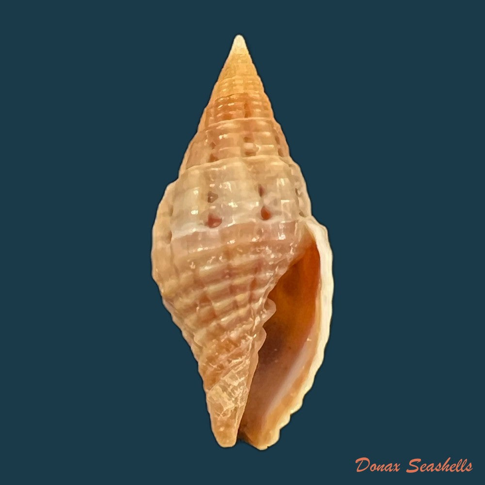 copia-de-neotiara-lens-w-wood-1828-24-1mm