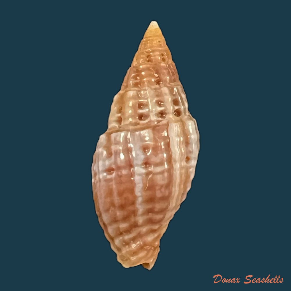 copia-de-neotiara-lens-w-wood-1828-25-6mm