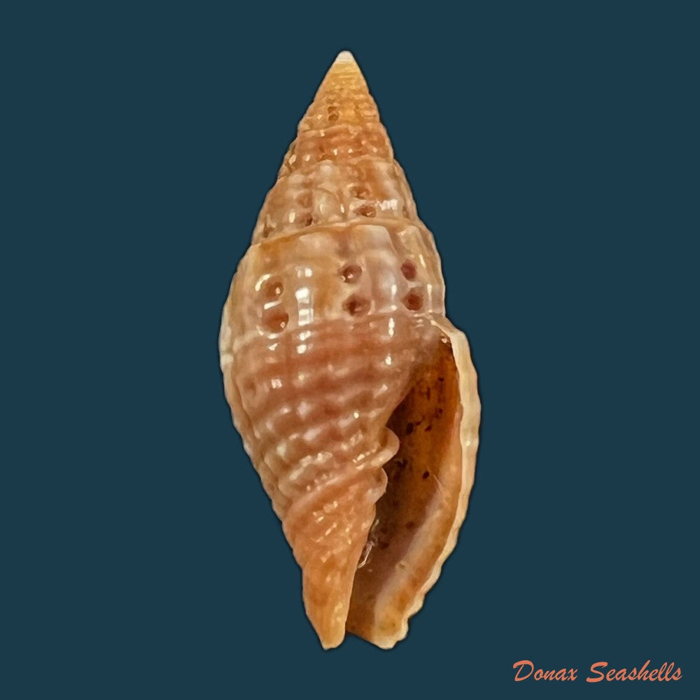 copia-de-neotiara-lens-w-wood-1828-25-6mm