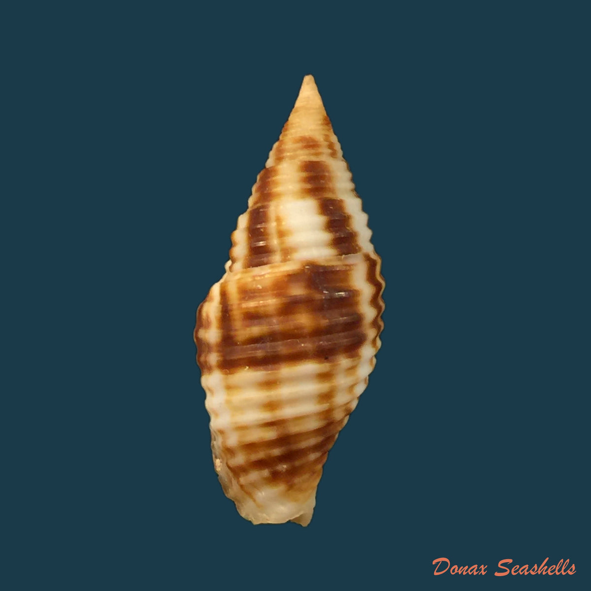 copia-de-neotiara-nodulosa-gmelin-1791-18-9mm