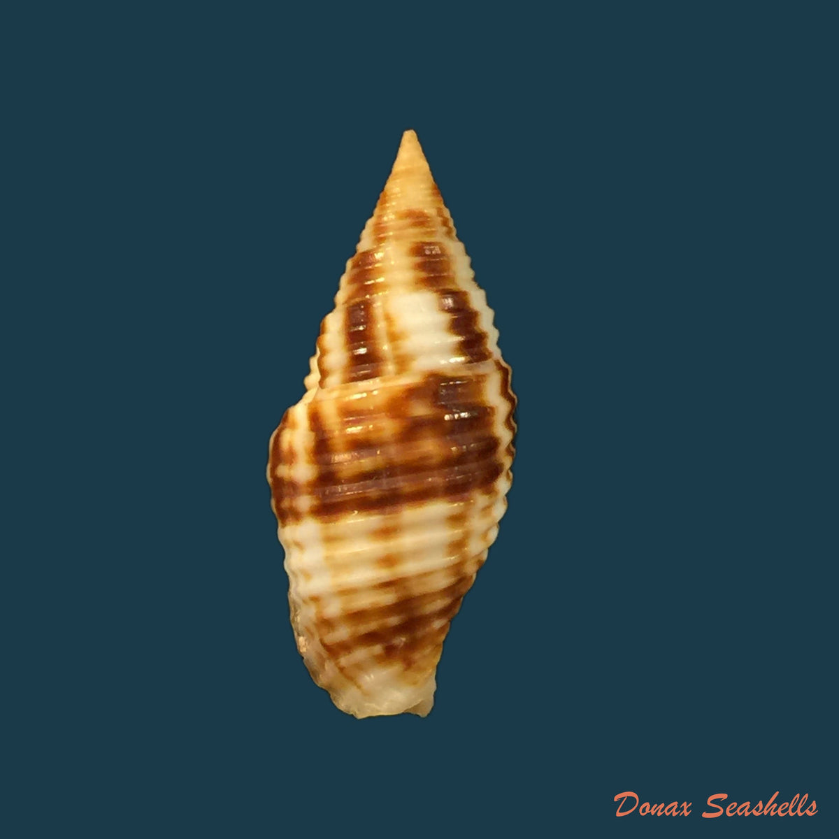 copia-de-neotiara-nodulosa-gmelin-1791-18-9mm