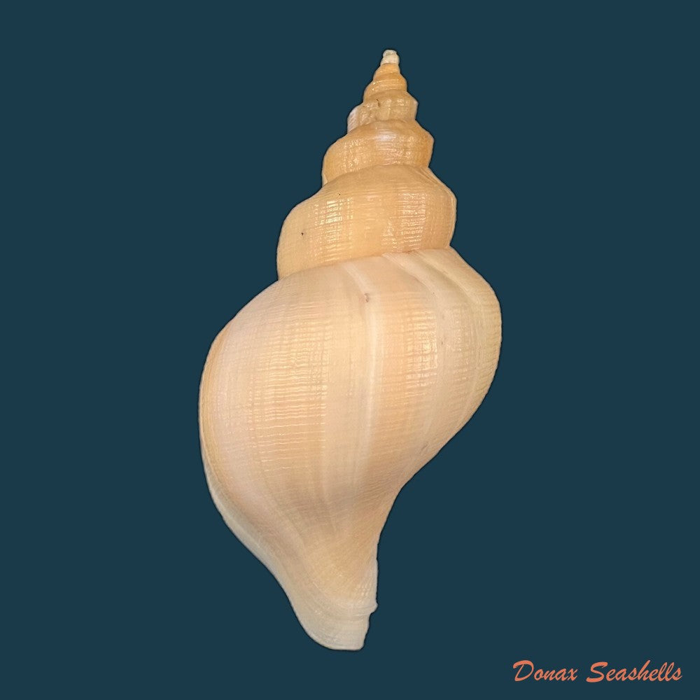 copia-de-neptunea-antiqua-linnaeus-1758-96-2mm