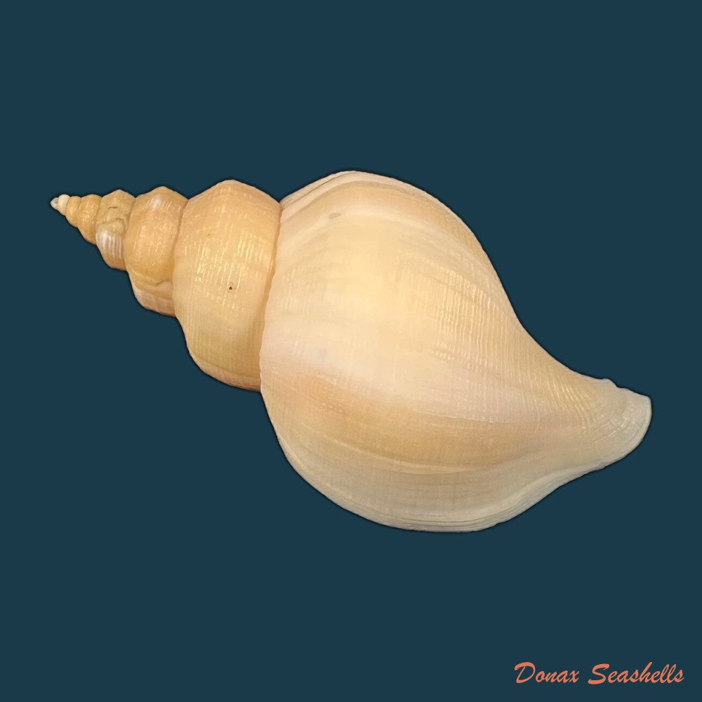 copia-de-neptunea-antiqua-linnaeus-1758-96-2mm