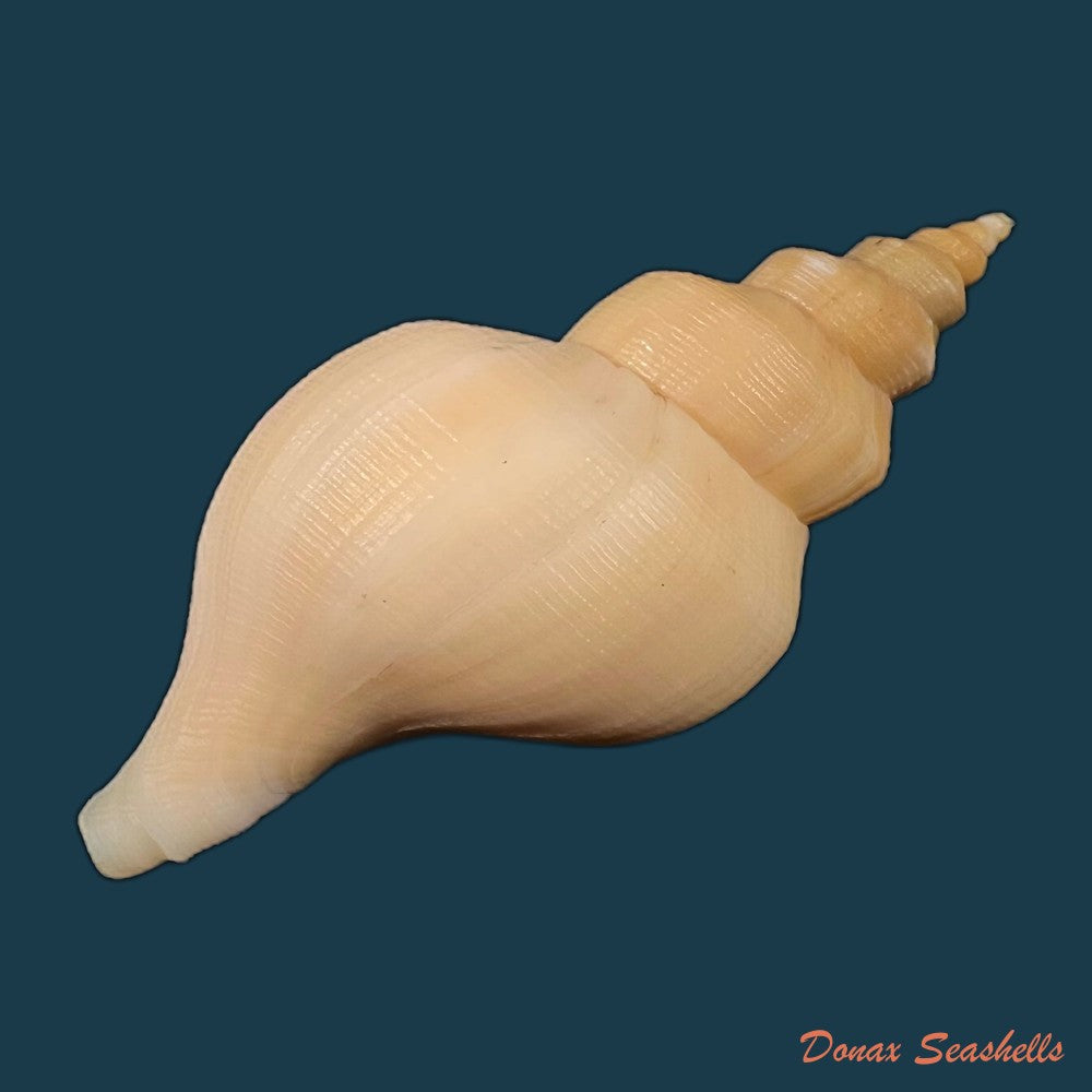 copia-de-neptunea-antiqua-linnaeus-1758-96-2mm