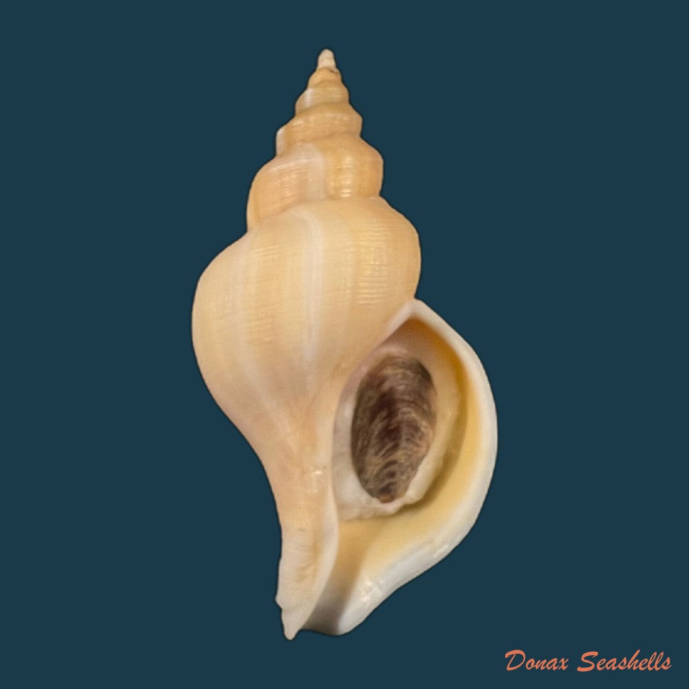 copia-de-neptunea-antiqua-linnaeus-1758-96-2mm