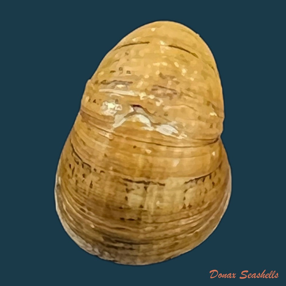 copia-de-neripteron-pileolus-recluz-1850-13-4mm