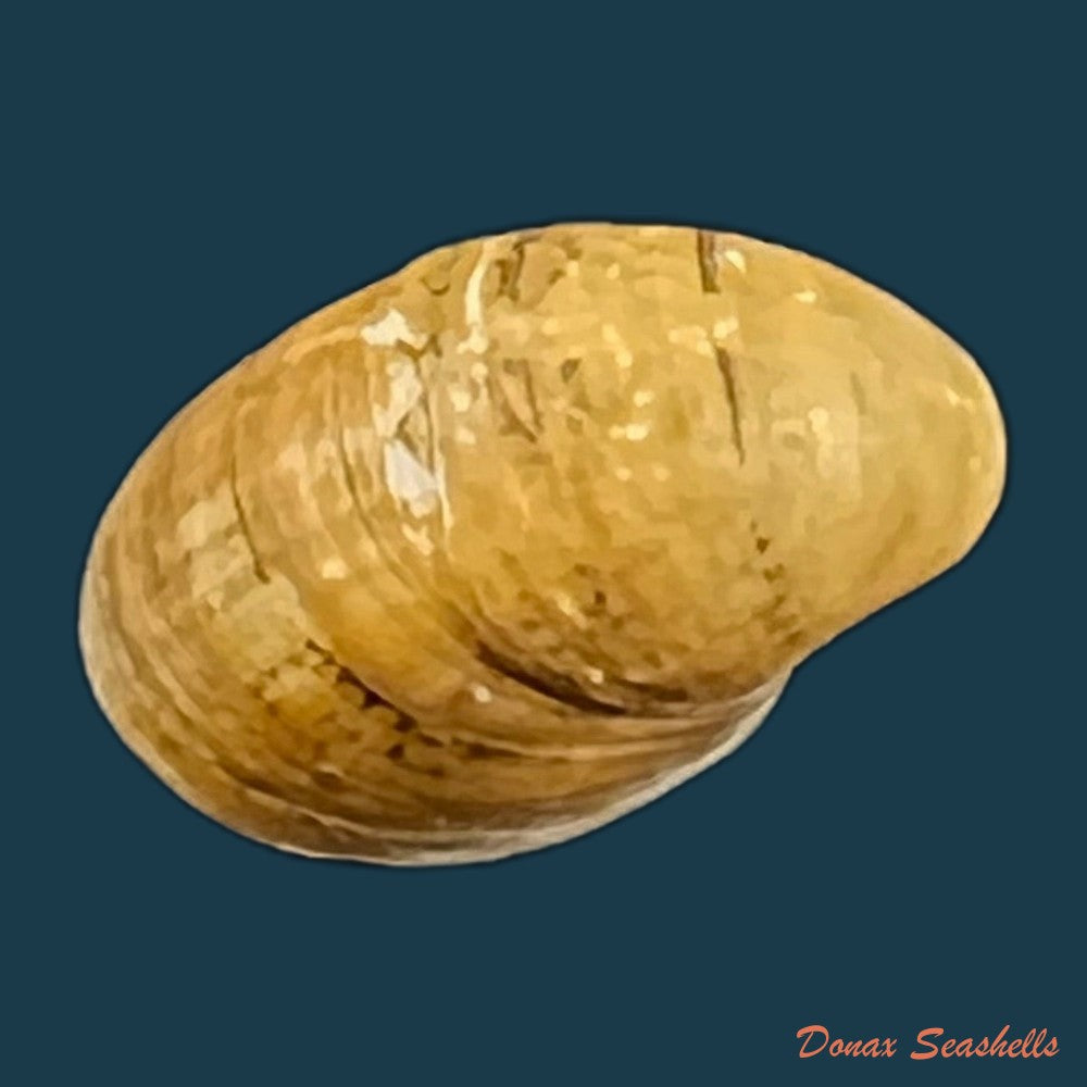 copia-de-neripteron-pileolus-recluz-1850-13-4mm