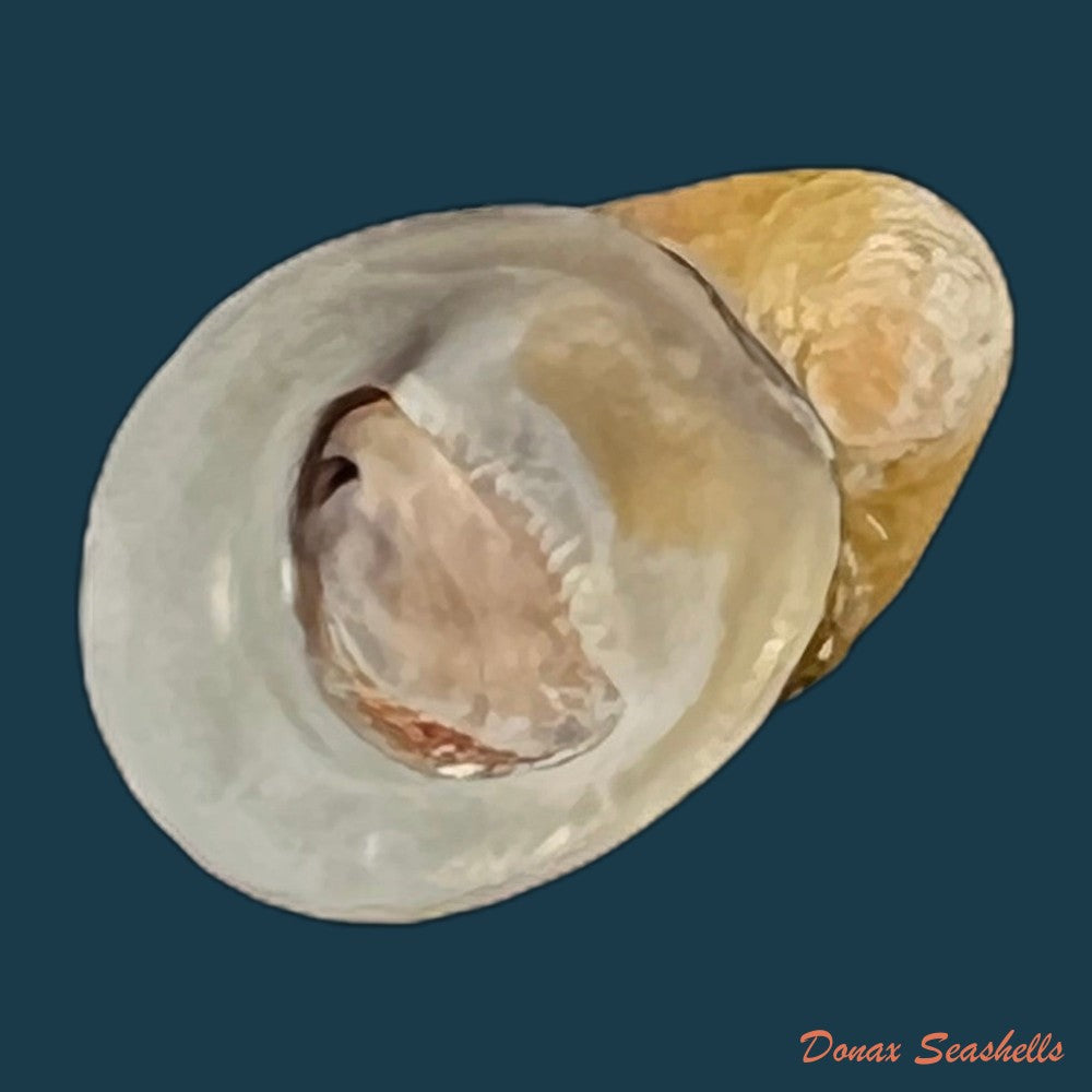 copia-de-neripteron-pileolus-recluz-1850-13-4mm