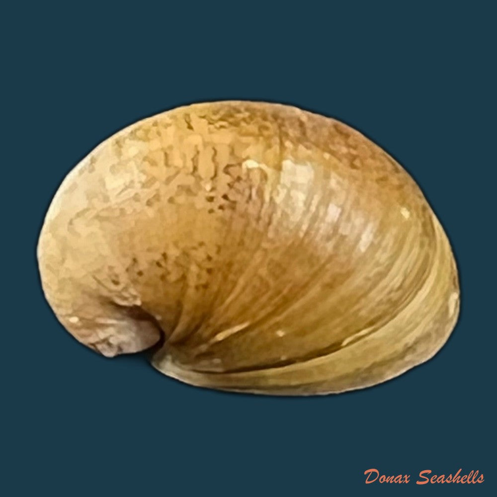 copia-de-neripteron-pileolus-recluz-1850-14-6mm