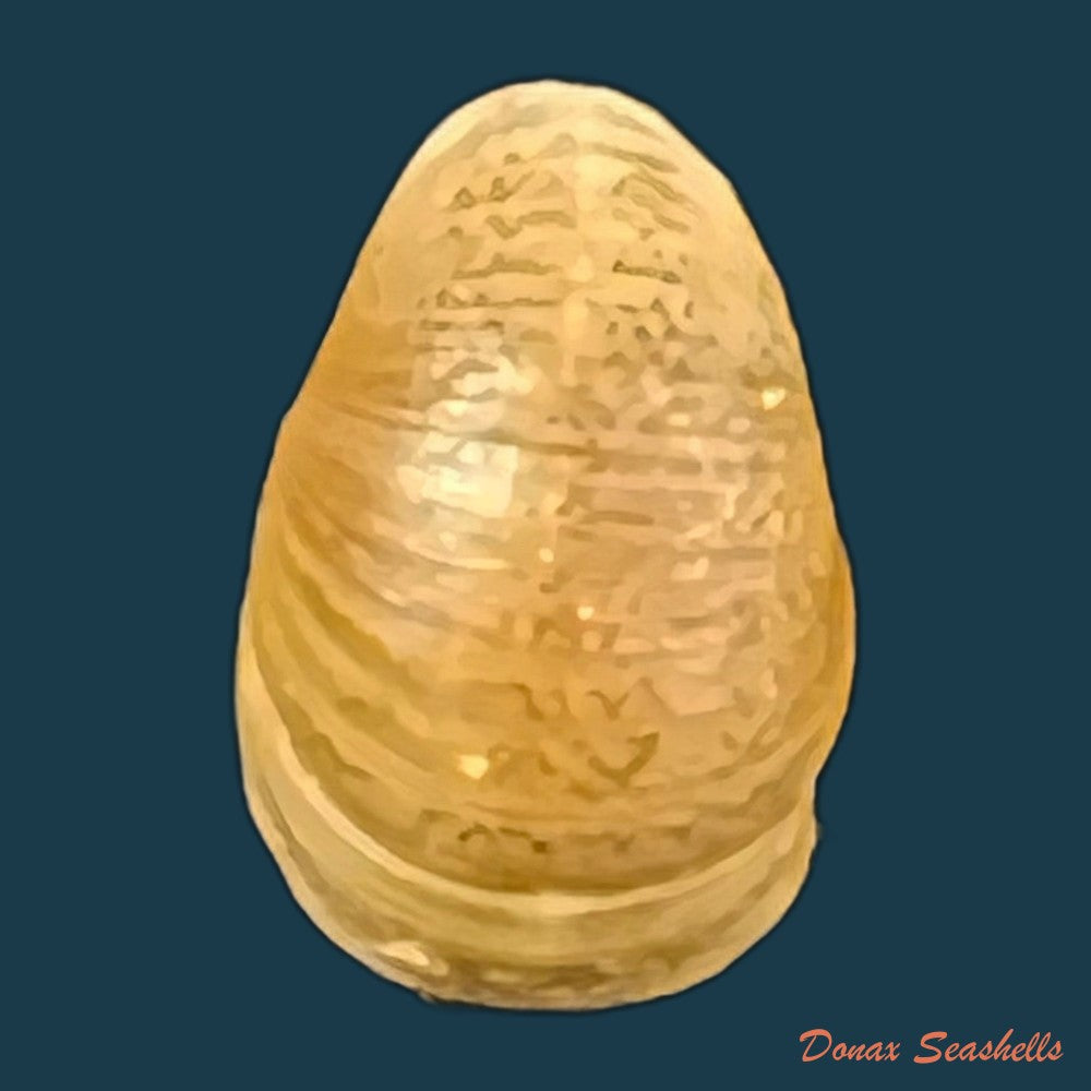 copia-de-neripteron-pileolus-recluz-1850-14-6mm