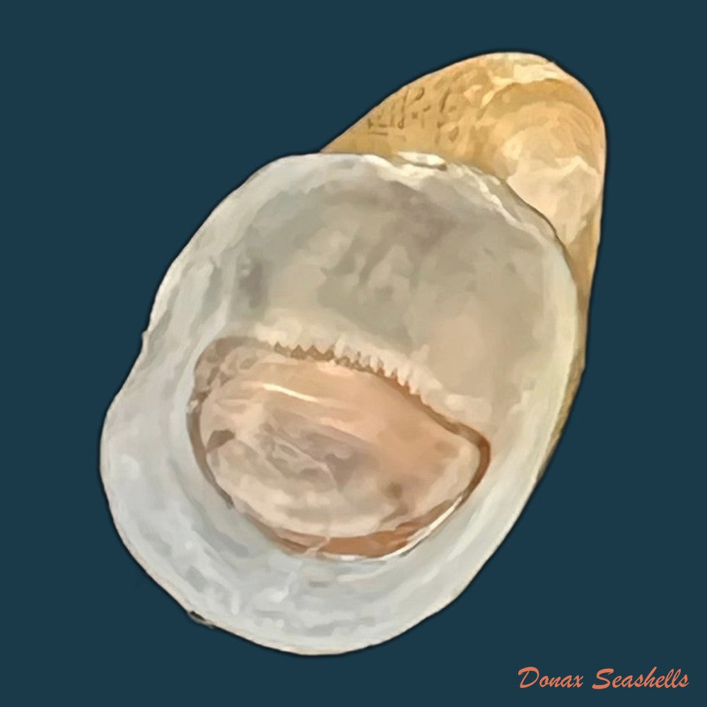 copia-de-neripteron-pileolus-recluz-1850-14-6mm