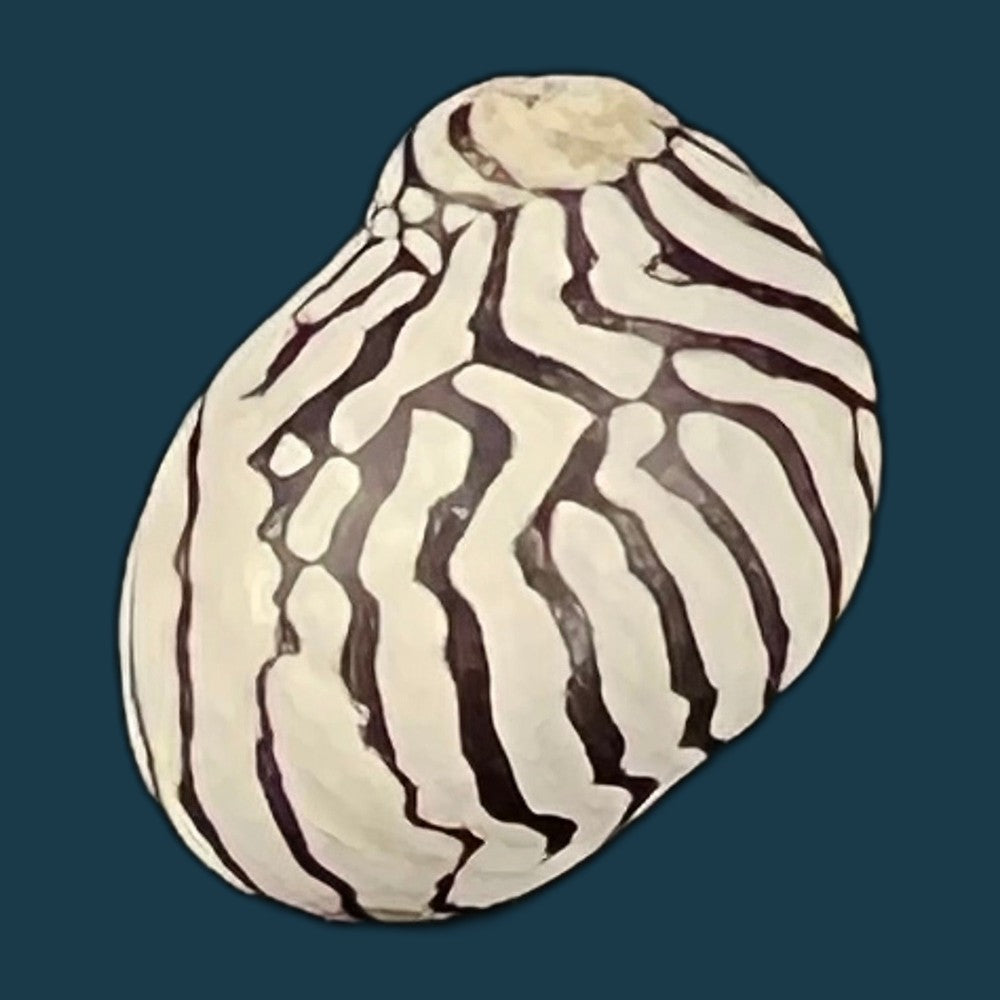 copia-de-neripteron-pileolus-recluz-1850-16-4mm