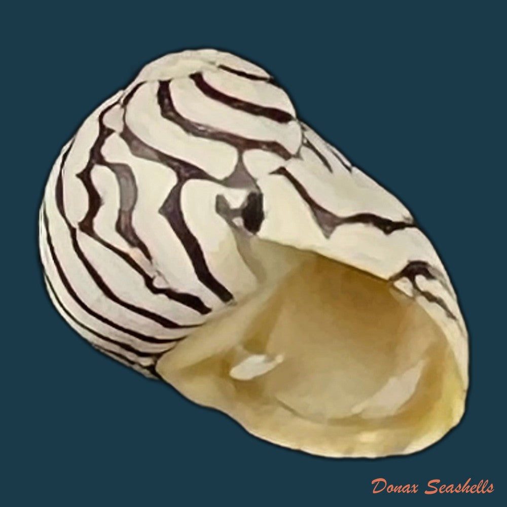 copia-de-neripteron-pileolus-recluz-1850-16-4mm
