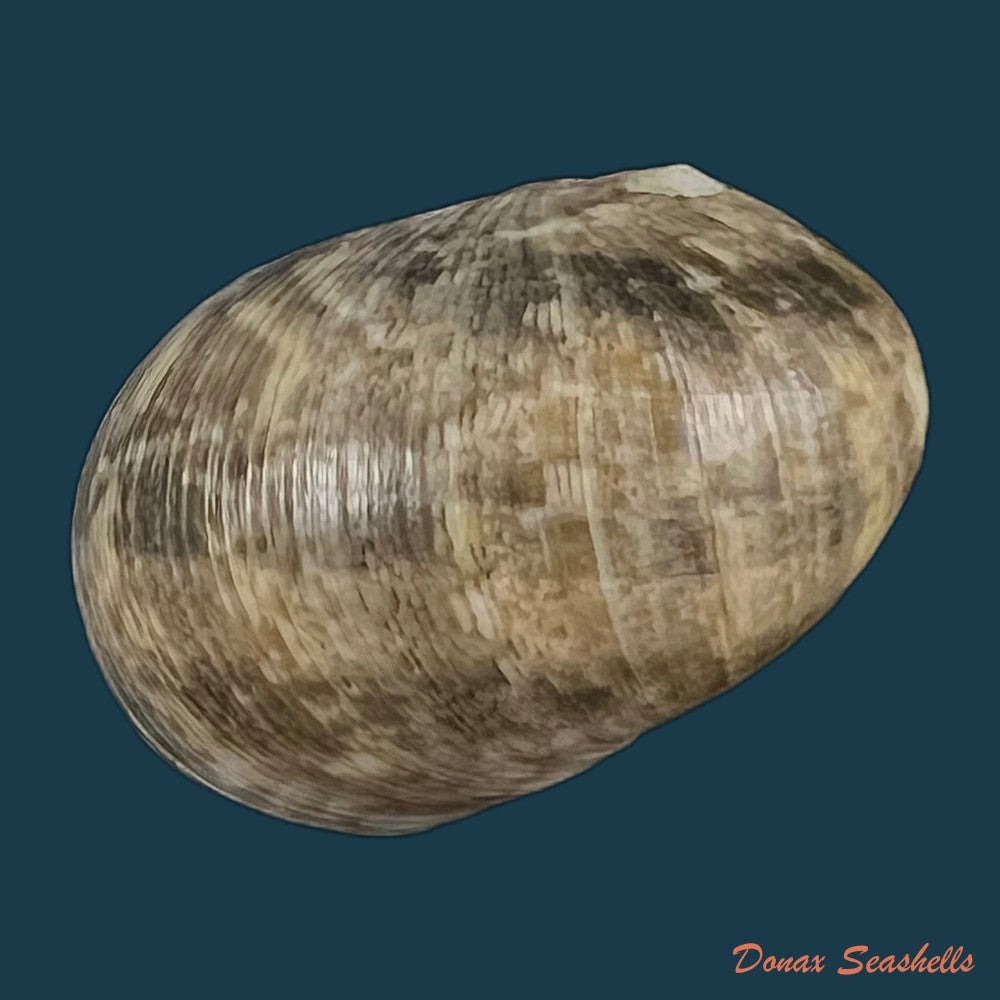 copia-de-nerita-albicilla-linnaeus-1758-23-8mm