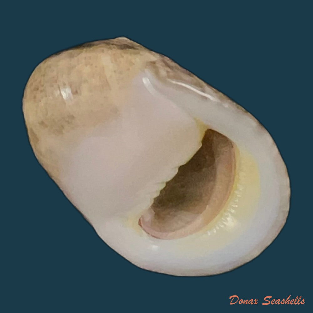 copia-de-nerita-albicilla-linnaeus-1758-23-8mm