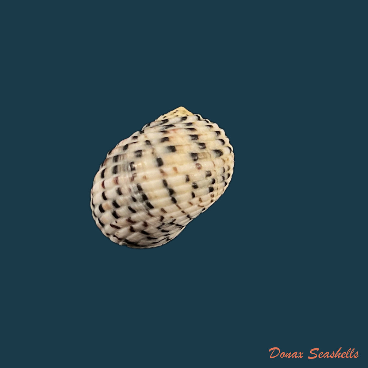 copia-de-nerita-chamaeleon-linnaeus-1758-18-8mm