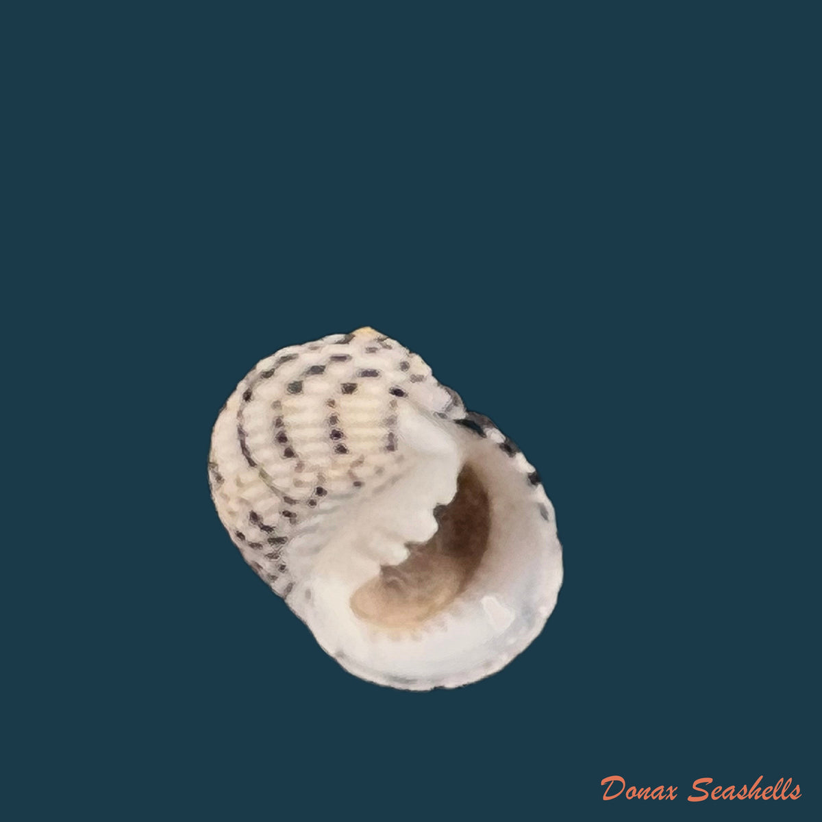 copia-de-nerita-chamaeleon-linnaeus-1758-18-8mm