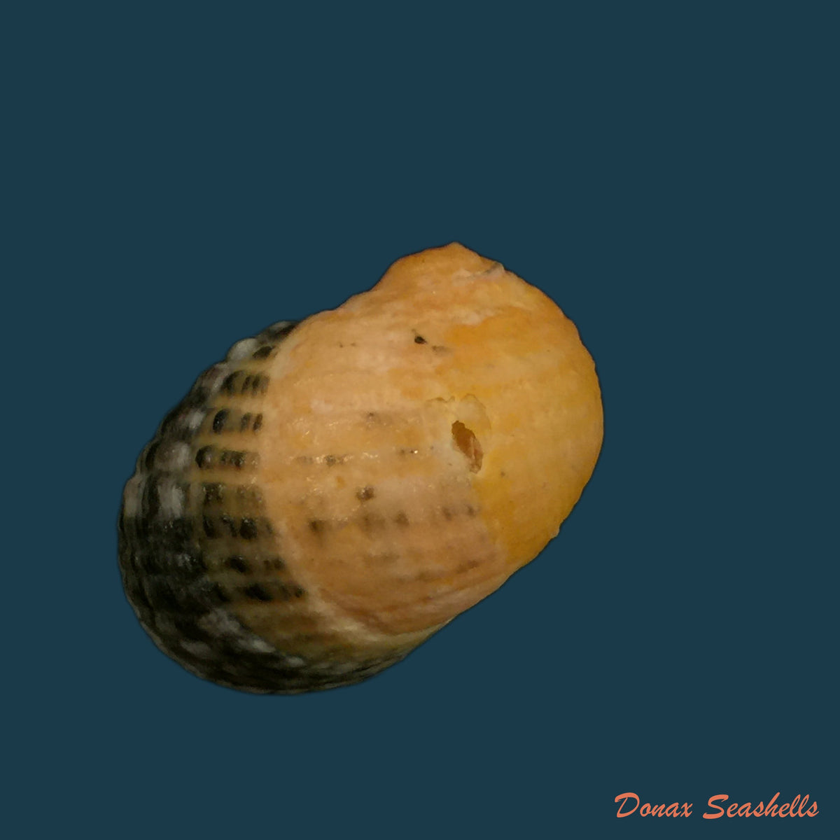 copia-de-nerita-clorostoma-lamarck-1816-25-7mm