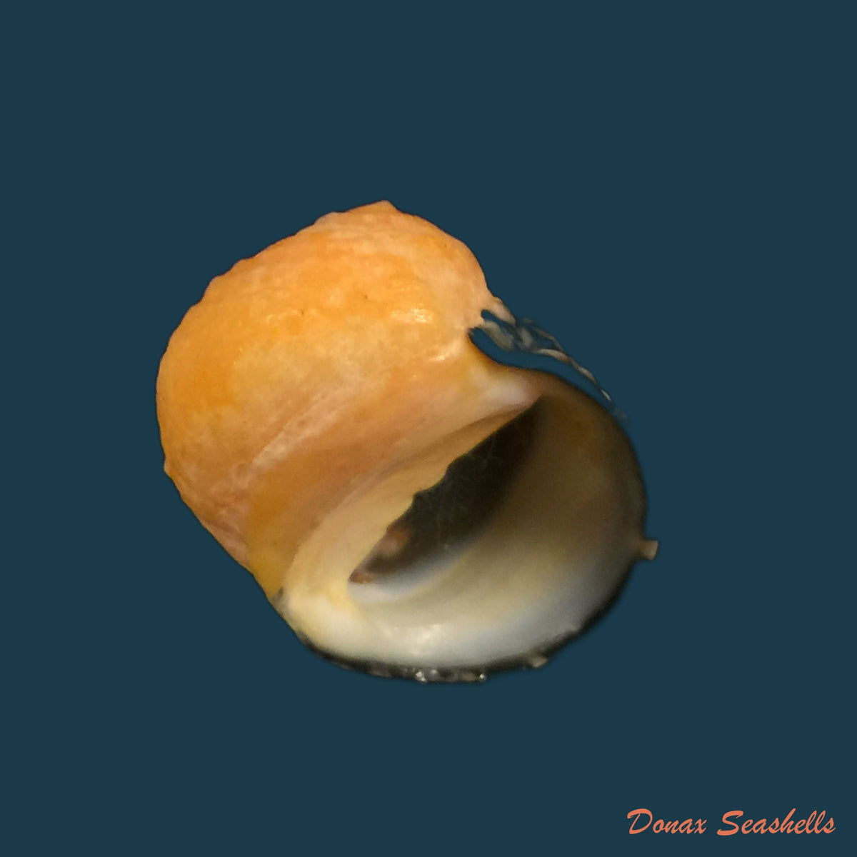 copia-de-nerita-clorostoma-lamarck-1816-25-7mm