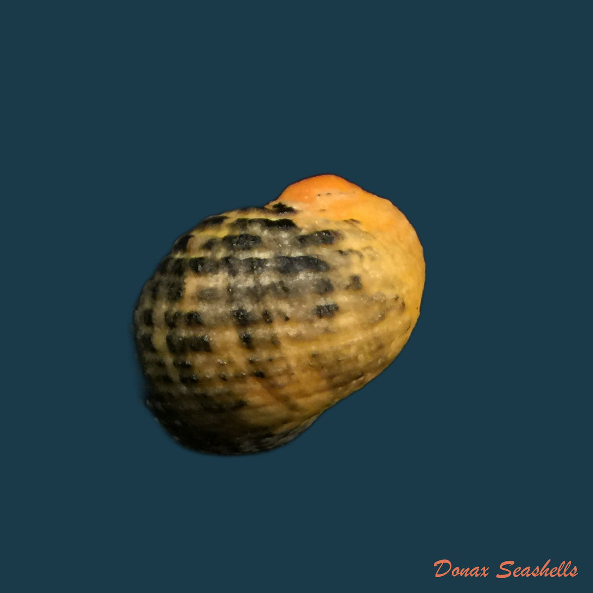 copia-de-nerita-clorostoma-lamarck-1816-28-6mm