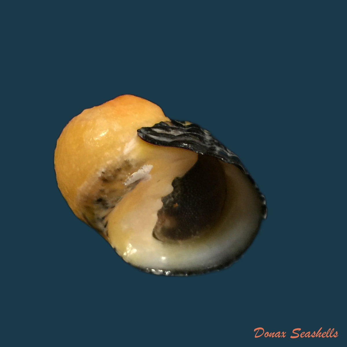 copia-de-nerita-clorostoma-lamarck-1816-28-6mm